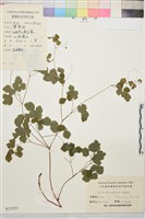 華東唐松草藏品圖，第1張