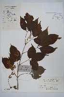 建始槭藏品圖，第1張