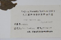 建始槭藏品圖，第2張