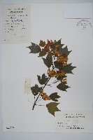 三角楓藏品圖，第1張