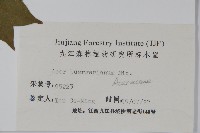 三角楓藏品圖，第2張