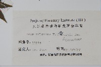 小雞爪槭藏品圖，第2張