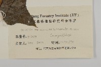 矢鏃葉蟹甲草藏品圖，第3張