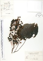 山桐子藏品圖，第1張