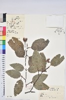 水青岡藏品圖，第1張