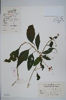 睫毛萼鳳仙花藏品圖，第1張