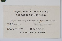 睫毛萼鳳仙花藏品圖，第2張