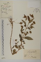 狼把草藏品圖，第1張