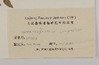 狼把草藏品圖，第3張