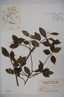 狹葉莢迷藏品圖，第1張