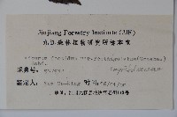 狹葉莢迷藏品圖，第2張