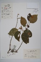 頂蕊三角咪藏品圖，第1張