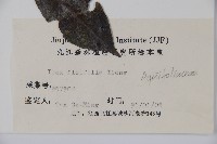 登錄號:S025283藏品圖，第2張