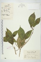 青莢葉藏品圖，第1張