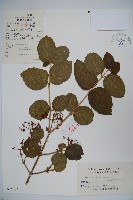 南方莢迷藏品圖，第1張