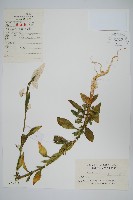 青葙藏品圖，第1張