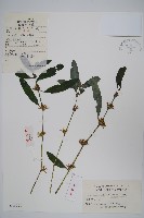 柳葉水蓑衣藏品圖，第1張