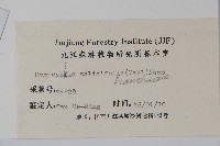 柳葉水蓑衣藏品圖，第2張