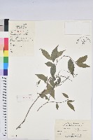 日本五月茶、南投五月茶藏品圖，第1張