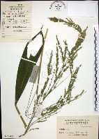 棕葉狗尾草藏品圖，第1張