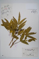 細葉十大功勞藏品圖，第1張