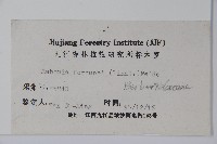 細葉十大功勞藏品圖，第2張