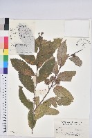 茅栗藏品圖，第1張