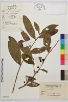 凍綠藏品圖，第1張