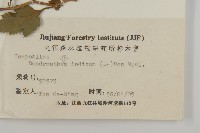 油菊、野菊藏品圖，第3張