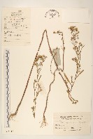 女菀藏品圖，第1張