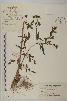 大狼把草藏品圖，第1張