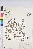 地錦藏品圖，第1張