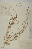 掃帚菜藏品圖，第1張