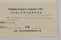 掃帚菜藏品圖，第3張