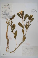 長春花藏品圖，第1張