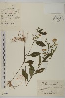 寬傘三褶葉紫菀藏品圖，第1張