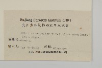 寬傘三褶葉紫菀藏品圖，第3張