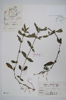 柳葉水蓑衣藏品圖，第1張