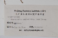 柳葉水蓑衣藏品圖，第2張