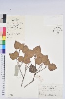 守城滿山紅、馬禮士杜鵑藏品圖，第1張