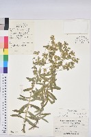 大戟藏品圖，第1張