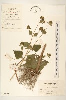 毛梗豨薟藏品圖，第1張