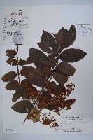 鹽膚木藏品圖，第1張