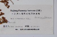 鹽膚木藏品圖，第2張