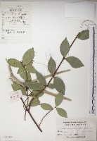 絡石藏品圖，第1張