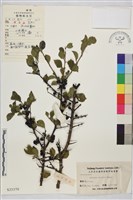 圓葉鼠李藏品圖，第1張