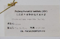 蓮子草藏品圖，第2張