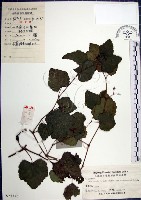 漢氏山葡萄藏品圖，第1張