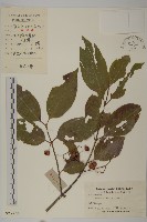 厚葉衛矛, 源一木藏品圖，第1張