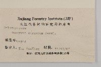 厚葉衛矛, 源一木藏品圖，第3張